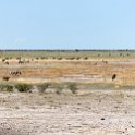 NAM OSHI Etosha 2016NOV27 062 : 2016, 2016 - African Adventures, Africa, Date, Etosha National Park, Month, Namibia, November, Oshikoto, Places, Southern, Trips, Year